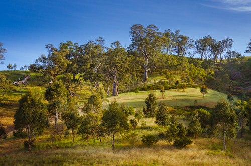 Side,Hill,Australian,Rural,Landscape,Eucalyptus,Gumtree,In,Countryside