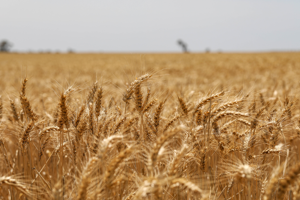 Close,Up,Image,Of,Wheat,Crop,Field,Growing,In,The
