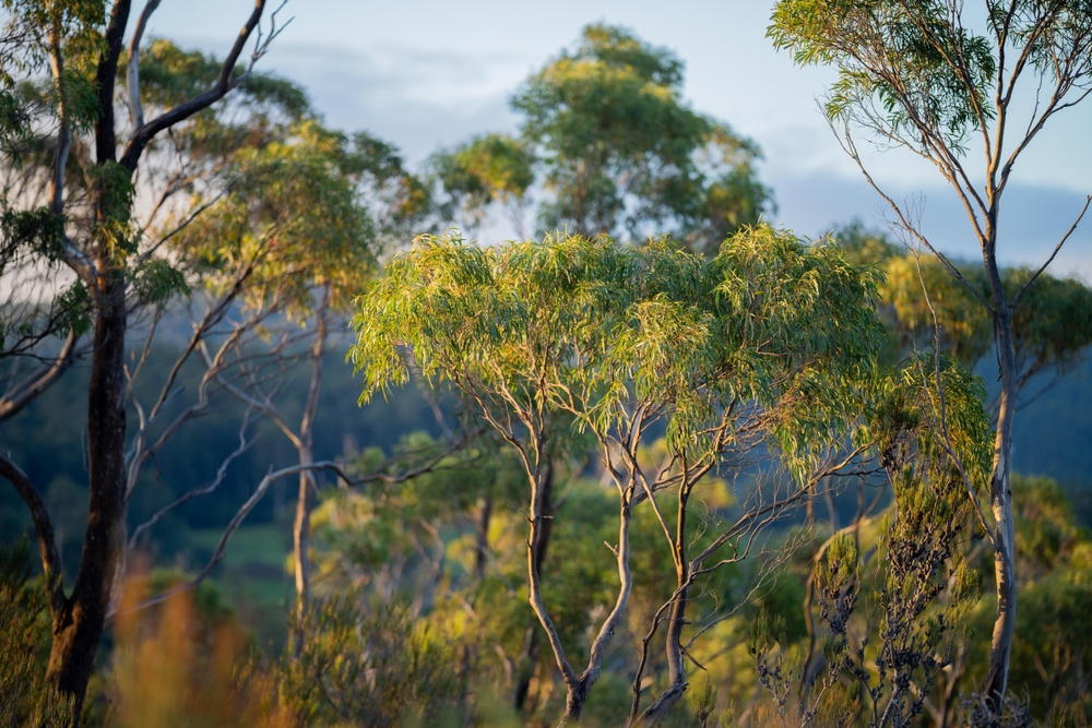 Beautiful,Gum,Trees,And,Shrubs,In,The,Australian,Bush,Forest.