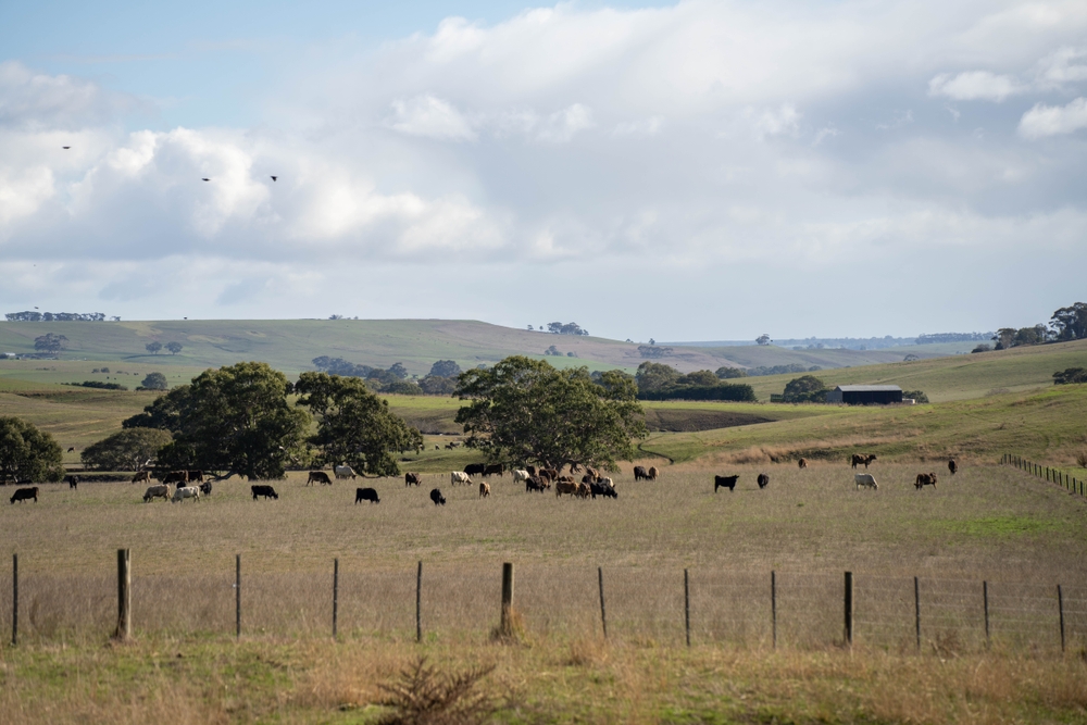 Beautiful,Cattle,In,Australia,Eating,Grass,,Grazing,On,Pasture.,Herd